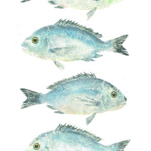 A2, A3, A4 (single print) “4 Bream”