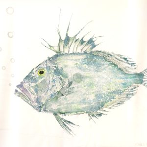 A2, A3, A4 (single print) 'What's the Story? (John Dory)